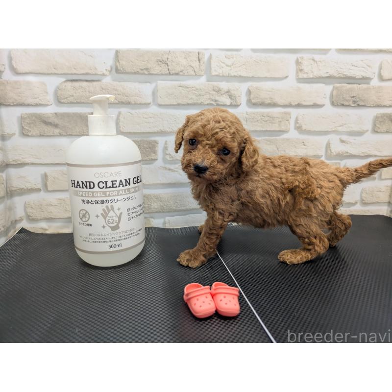 販売中の茨城県のティーカッププードル-442515の3枚目