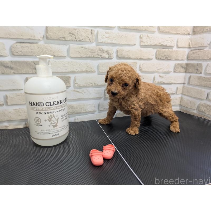 販売中の茨城県のティーカッププードル-442515の2枚目