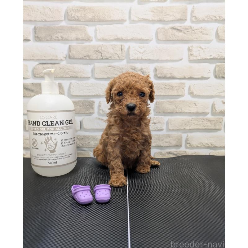 販売中の茨城県のティーカッププードル-442516の4枚目