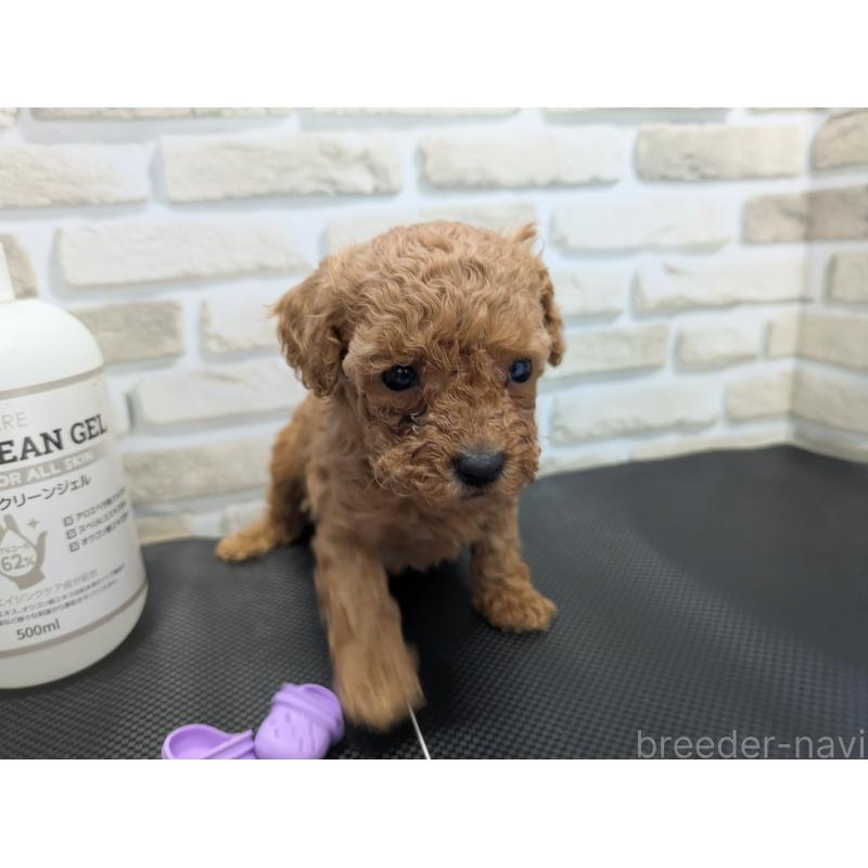 販売中の茨城県のティーカッププードル-442516の2枚目