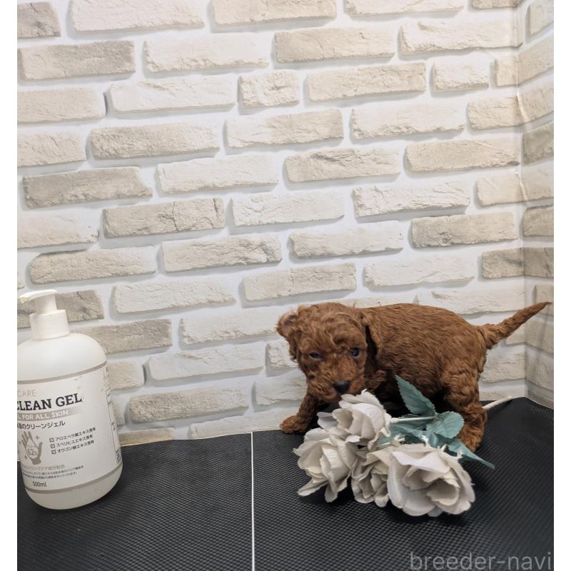 販売中の茨城県のティーカッププードル-442519の3枚目