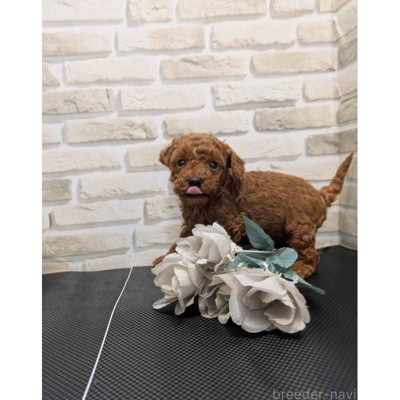 販売中の茨城県のティーカッププードル-442519の2枚目