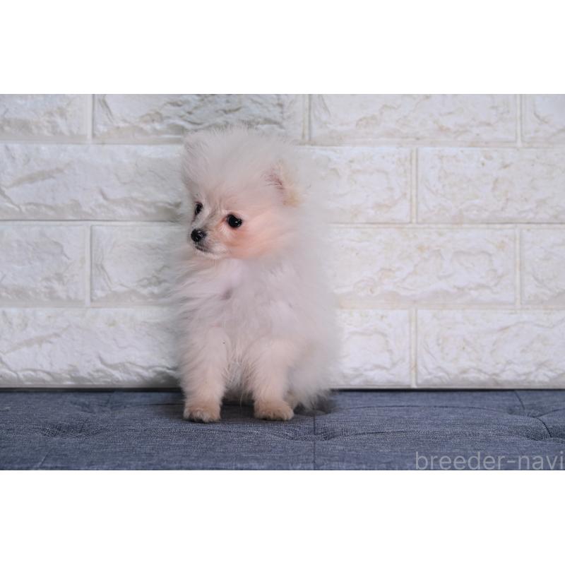 販売中の福岡県のポメラニアン-442520の2枚目