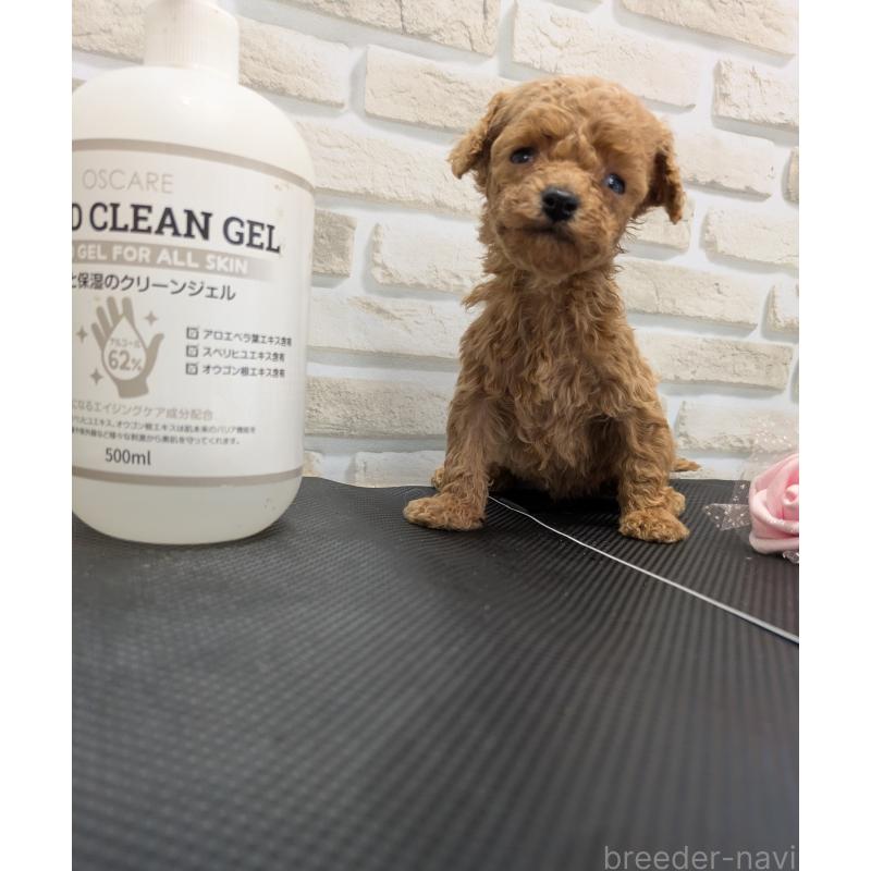 販売中の茨城県のティーカッププードル-442521の5枚目