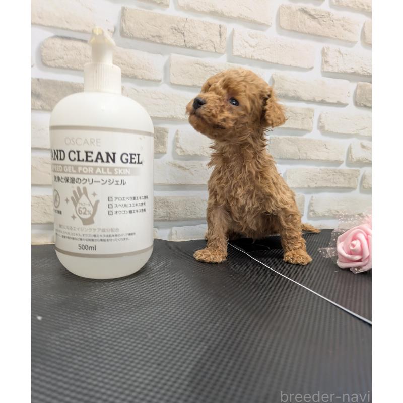 販売中の茨城県のティーカッププードル-442521の4枚目