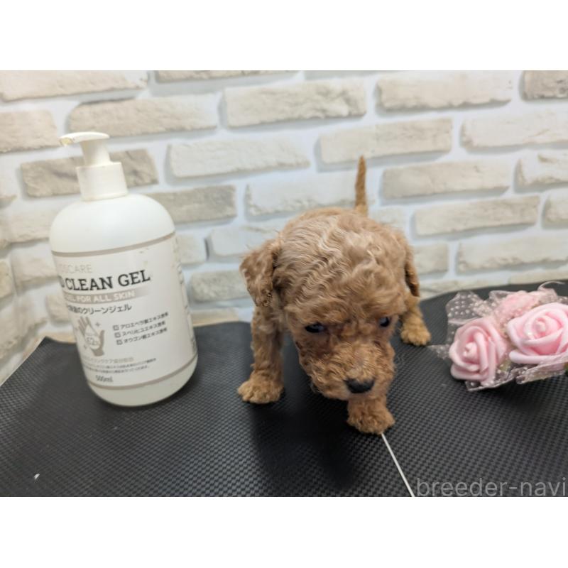 販売中の茨城県のティーカッププードル-442521の3枚目