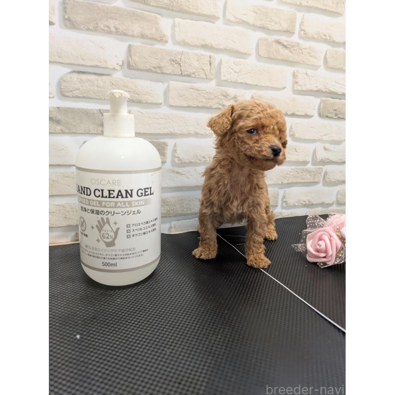 販売中の茨城県のティーカッププードル-442521の2枚目