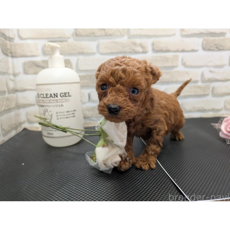 販売中の茨城県のティーカッププードル-442522の4枚目