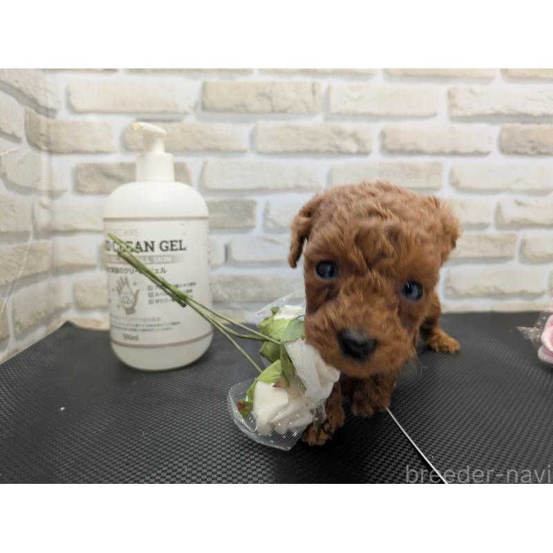 販売中の茨城県のティーカッププードル-442522の3枚目