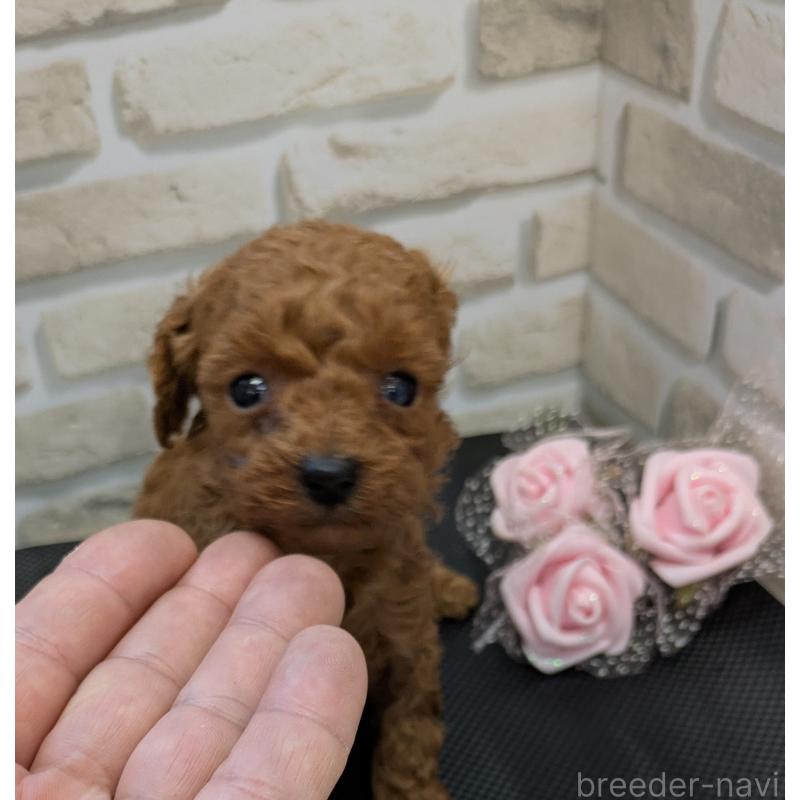 販売中の茨城県のティーカッププードル-442522の2枚目