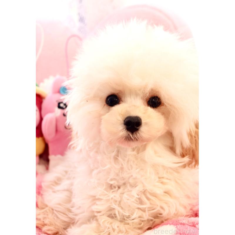 販売中の宮城県のティーカッププードル-423047の6枚目