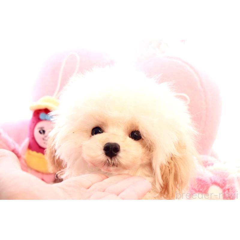 販売中の宮城県のティーカッププードル-423047の5枚目