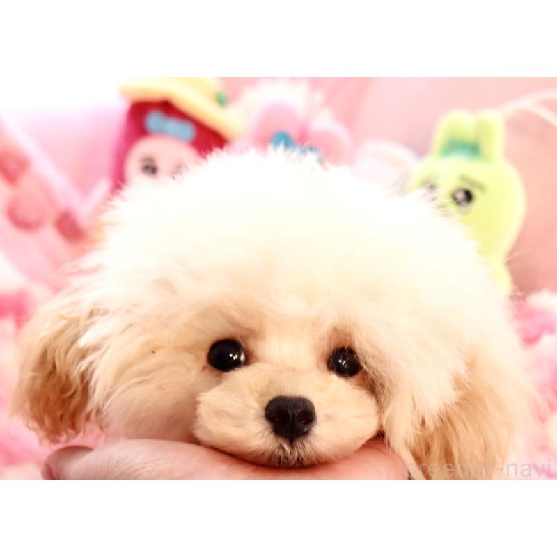 販売中の宮城県のティーカッププードル-423047の4枚目