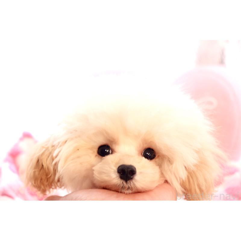 販売中の宮城県のティーカッププードル-423047の3枚目