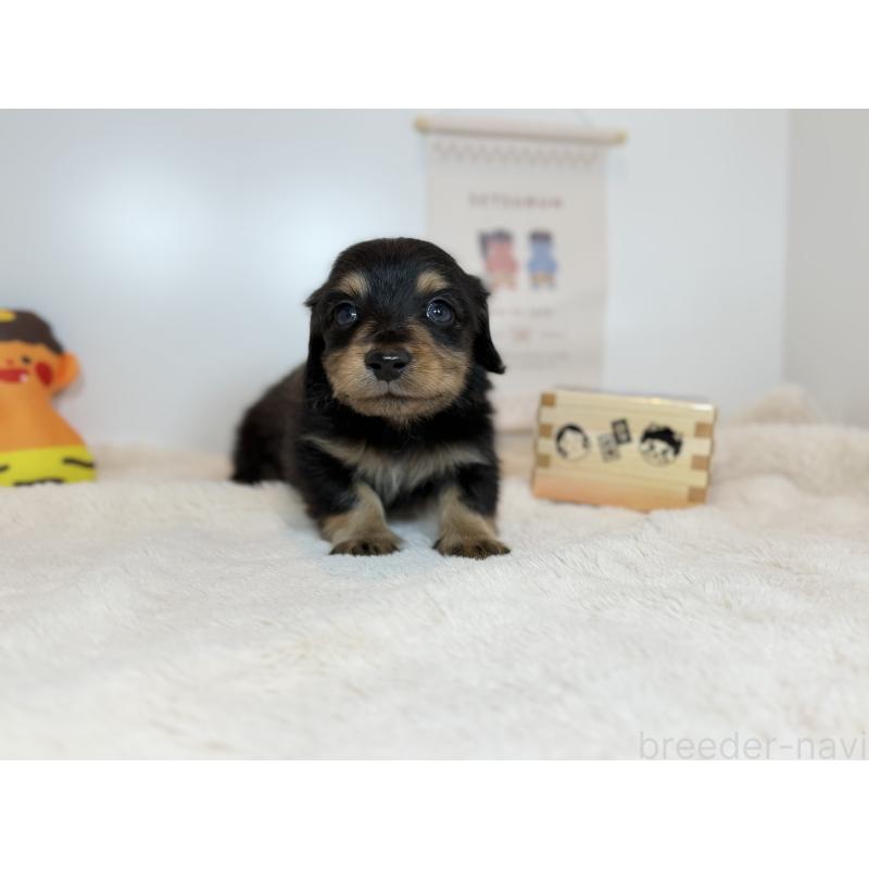 販売中の山口県のミニチュアダックスフンド(ロングヘアード)-442523の3枚目