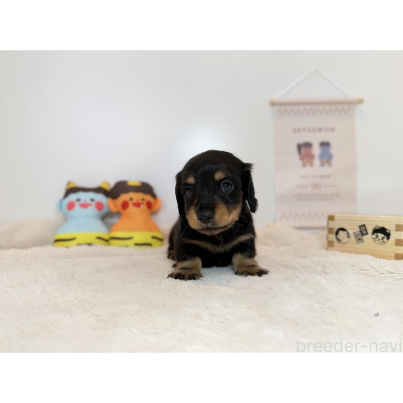 販売中の山口県のミニチュアダックスフンド(ロングヘアード)-442524の3枚目