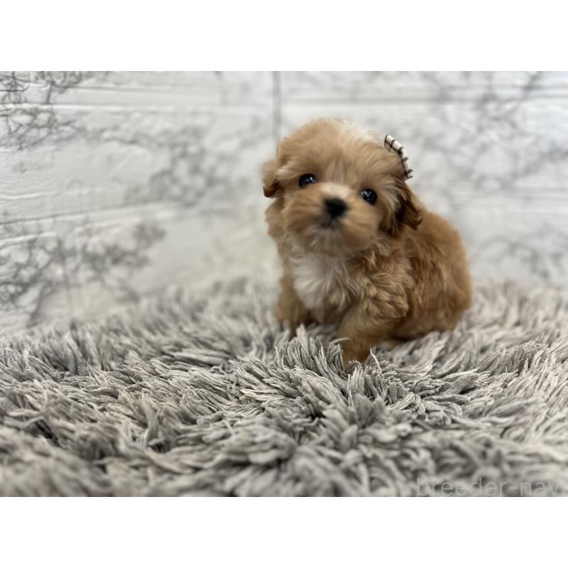 商談中の三重県のマルプー:マルチーズ×トイプードル-433439の6枚目