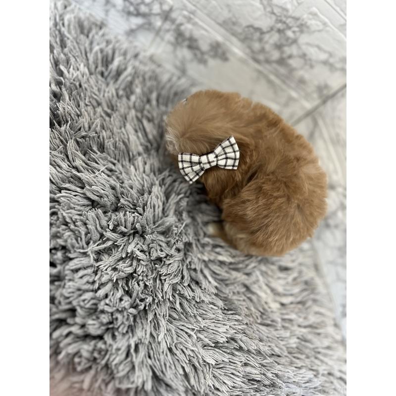 商談中の三重県のマルプー:マルチーズ×トイプードル-433439の5枚目