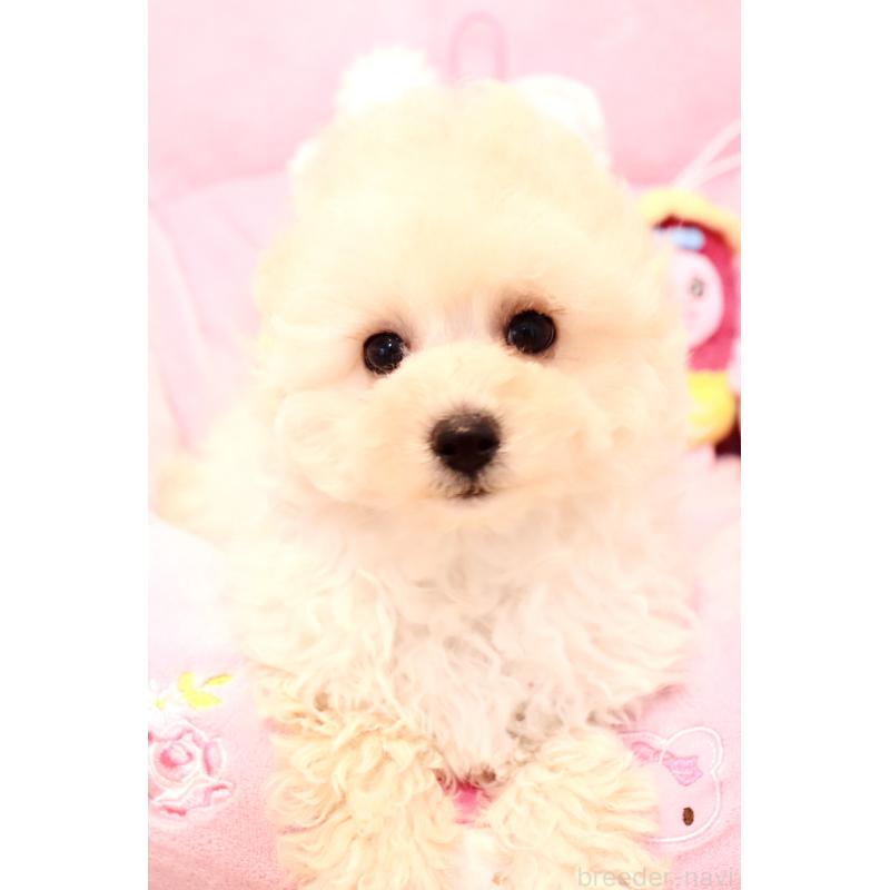 販売中の宮城県のチワプー:チワワ×トイプードル-435808