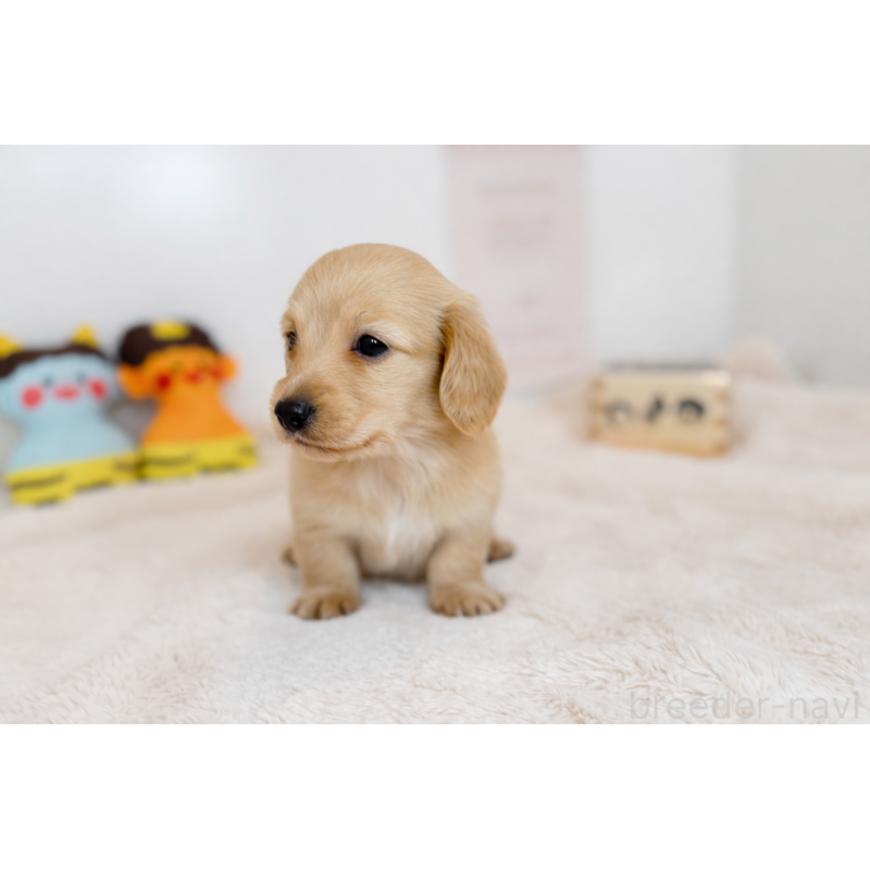 販売中の山口県のミニチュアダックスフンド(ロングヘアード)-442525の3枚目