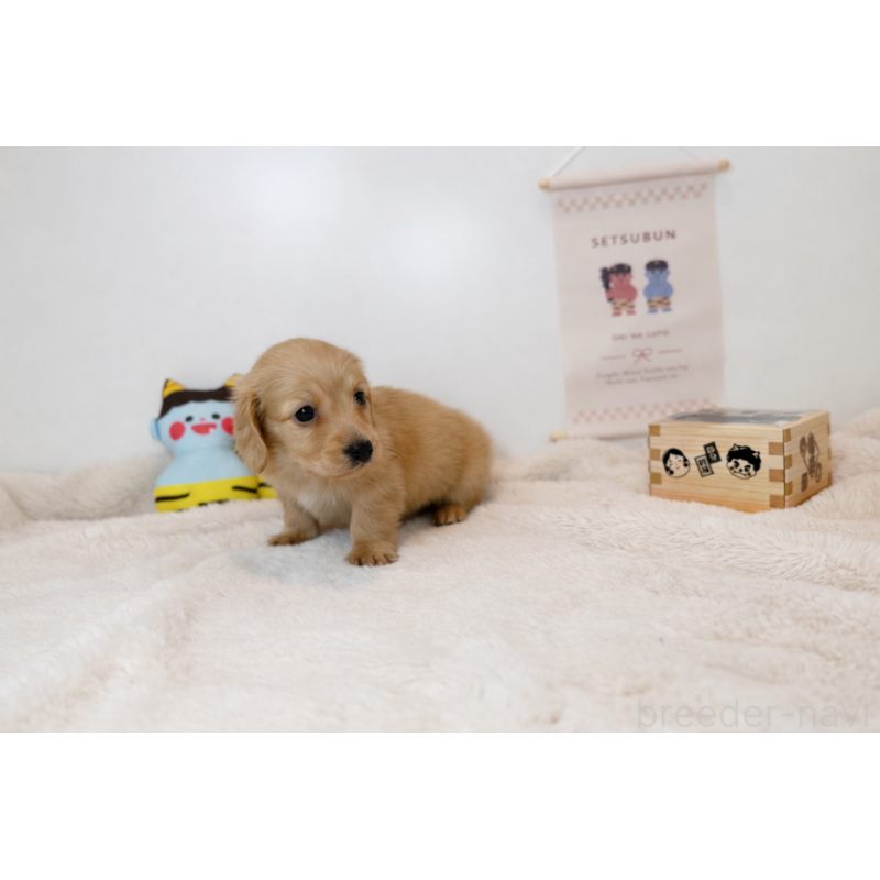 販売中の山口県のミニチュアダックスフンド(ロングヘアード)-442525の2枚目