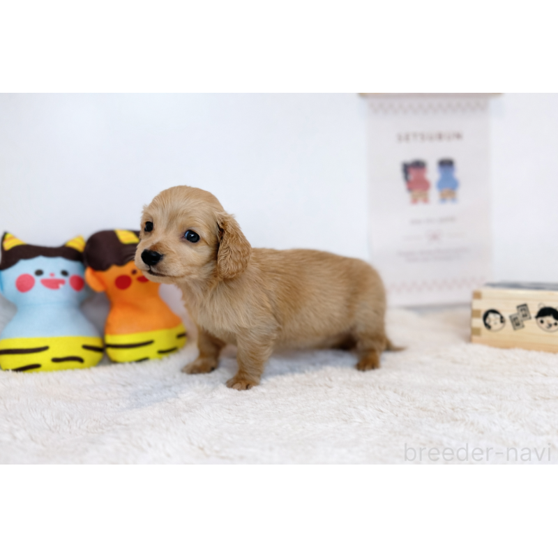 販売中の山口県のミニチュアダックスフンド(ロングヘアード)-442526の3枚目