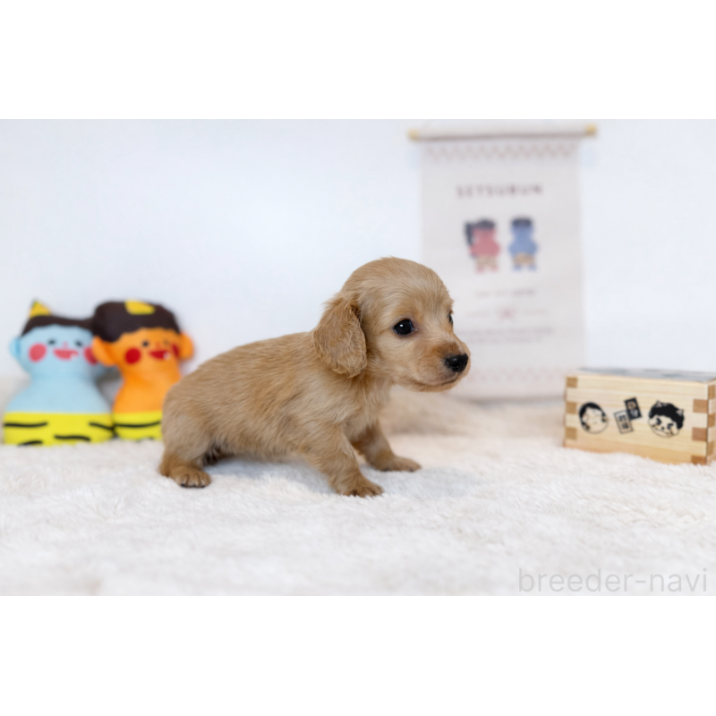 販売中の山口県のミニチュアダックスフンド(ロングヘアード)-442526の2枚目