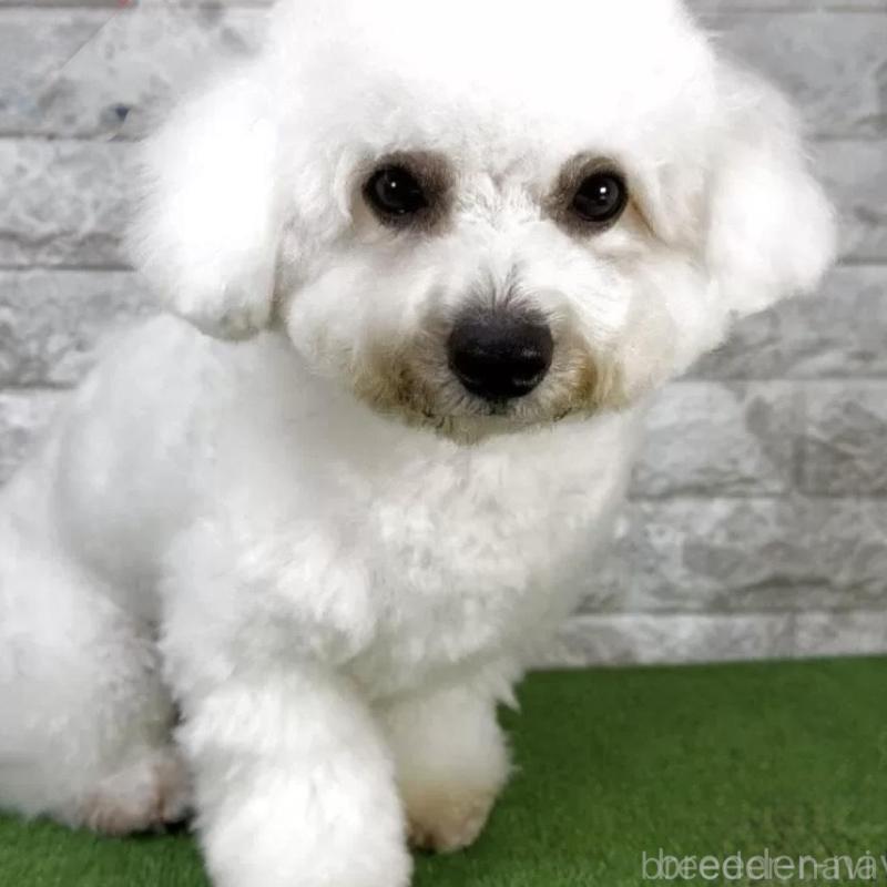 販売中の埼玉県のビションフリーゼ-442528の1枚目