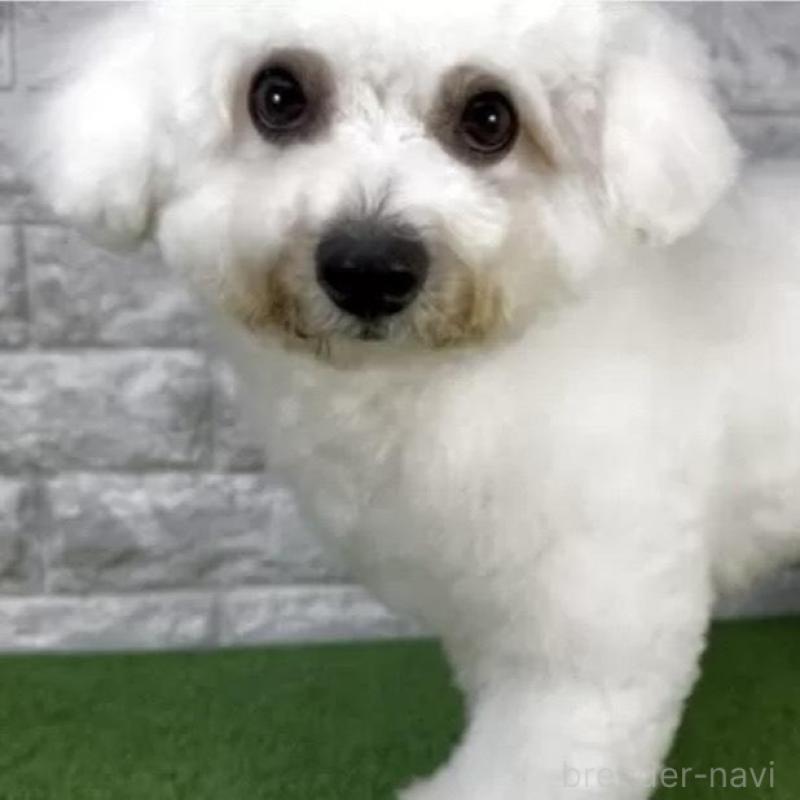 販売中の埼玉県のビションフリーゼ-442528の3枚目