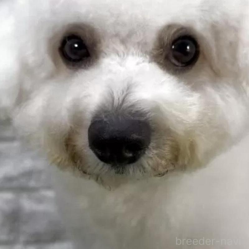 販売中の埼玉県のビションフリーゼ-442528の2枚目