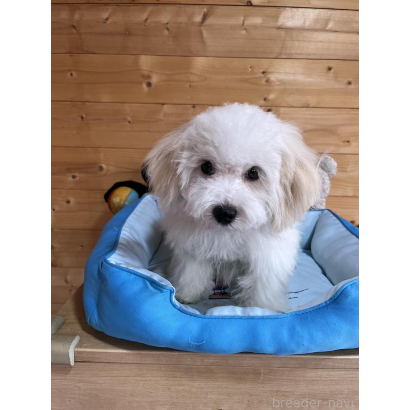 販売中の埼玉県のミックス犬-442531の7枚目