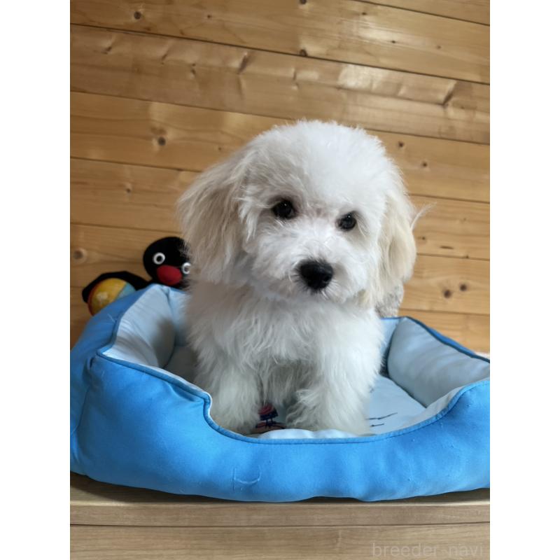 販売中の埼玉県のミックス犬-442531の8枚目