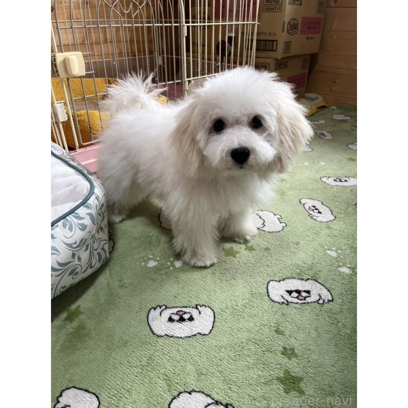 販売中の埼玉県のミックス犬-442531の6枚目