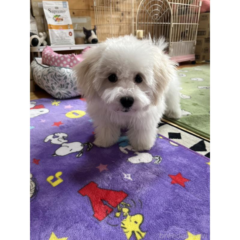 販売中の埼玉県のミックス犬-442531の5枚目