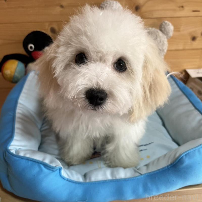 販売中の埼玉県のミックス犬-442531の3枚目