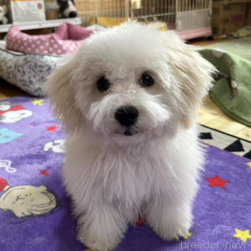 販売中の埼玉県のミックス犬-442531の2枚目