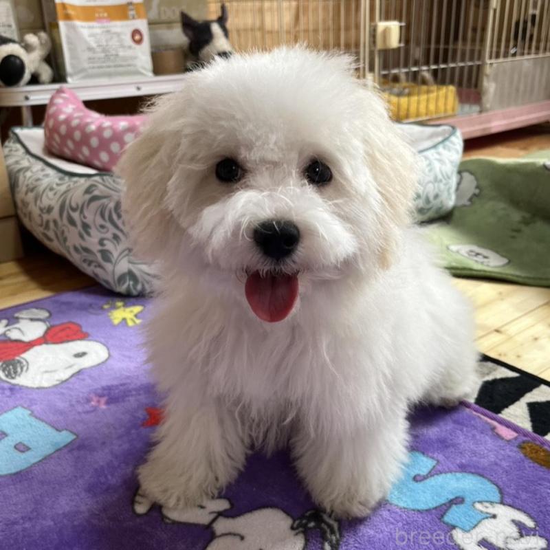 販売中の埼玉県のミックス犬-442531