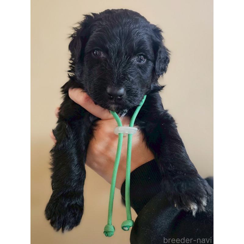 販売中の長野県のミックス犬-442532の1枚目