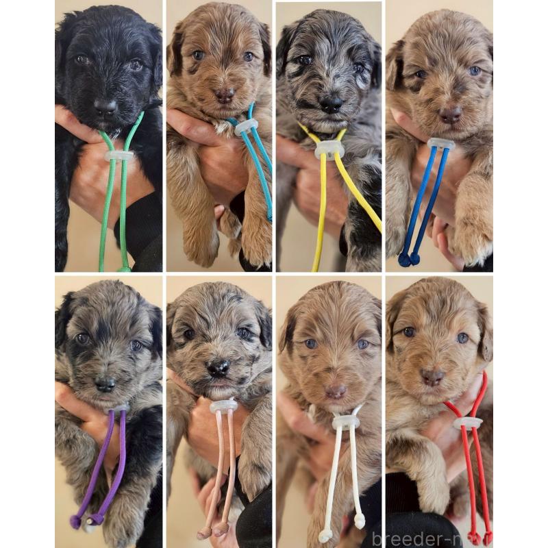 販売中の長野県のミックス犬-442532の3枚目