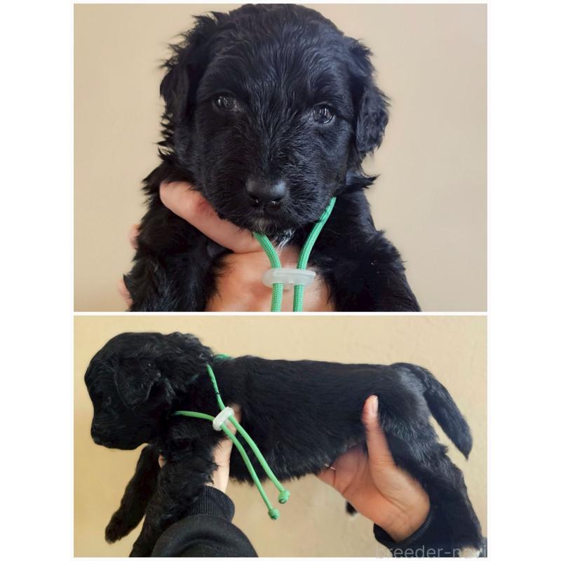 販売中の長野県のミックス犬-442532の2枚目