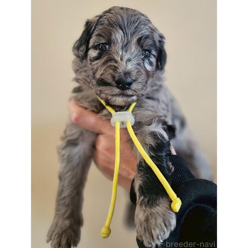 販売中の長野県のミックス犬-442533の1枚目