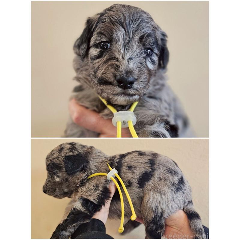 販売中の長野県のミックス犬-442533の2枚目