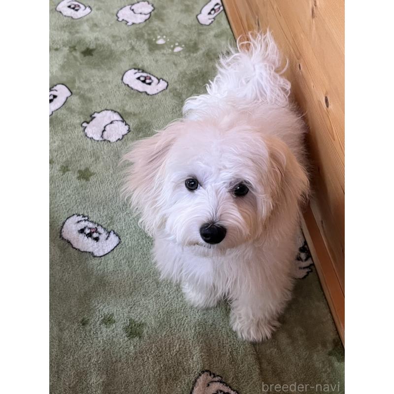 販売中の埼玉県のミックス犬-442534の4枚目