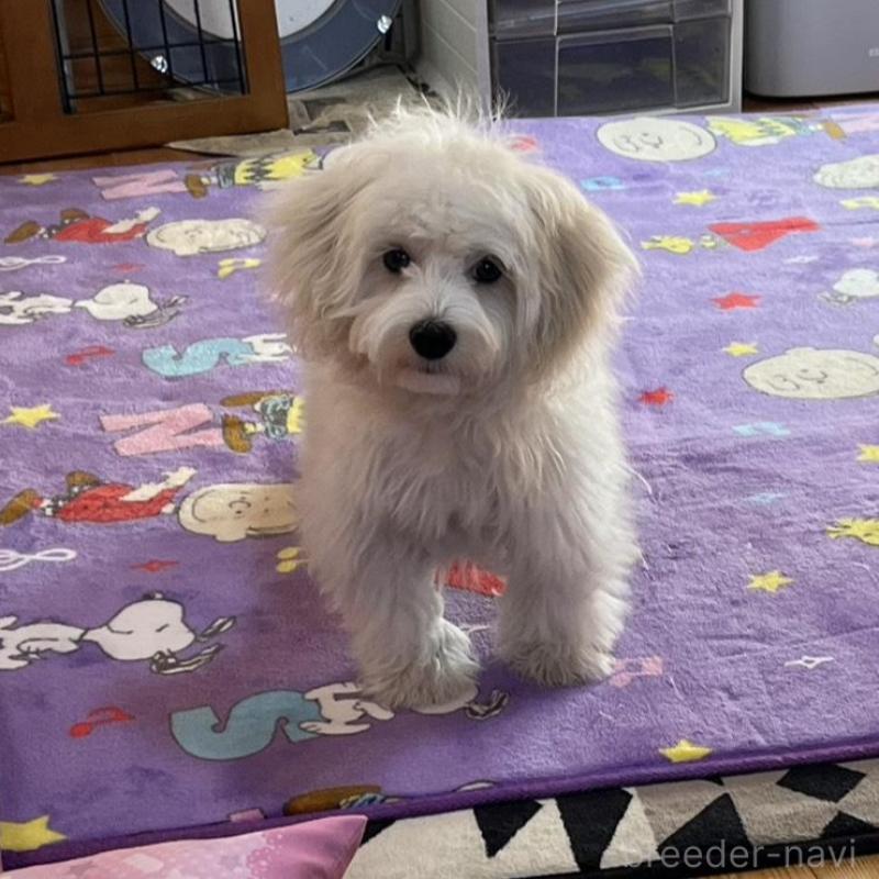 販売中の埼玉県のミックス犬-442534の2枚目