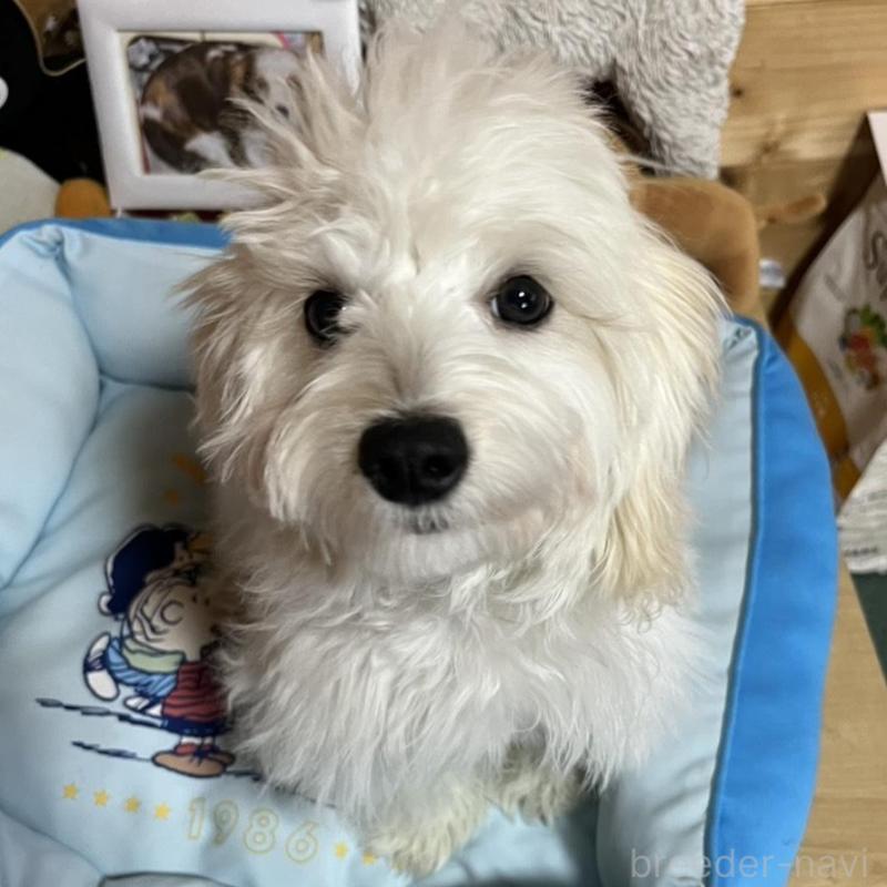 販売中の埼玉県のミックス犬-442534の1枚目