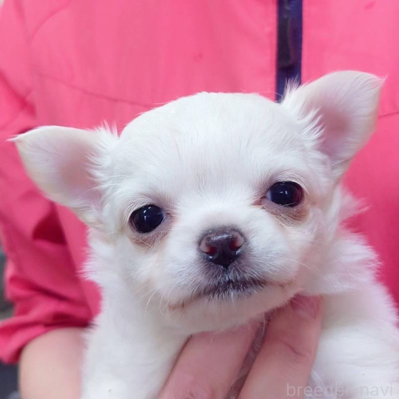 成約済の山口県のチワワ(ロングコート)-439490の1枚目