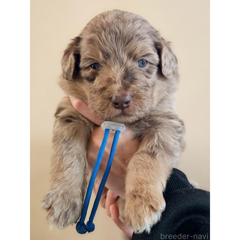 販売中の長野県のミックス犬-442536の1枚目