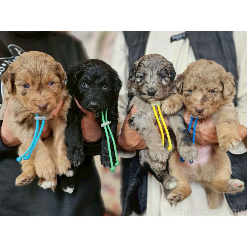 販売中の長野県のミックス犬-442536の3枚目