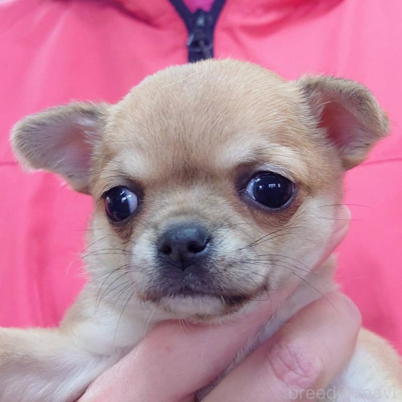 販売中の山口県のチワワ(スムースコート)-439489