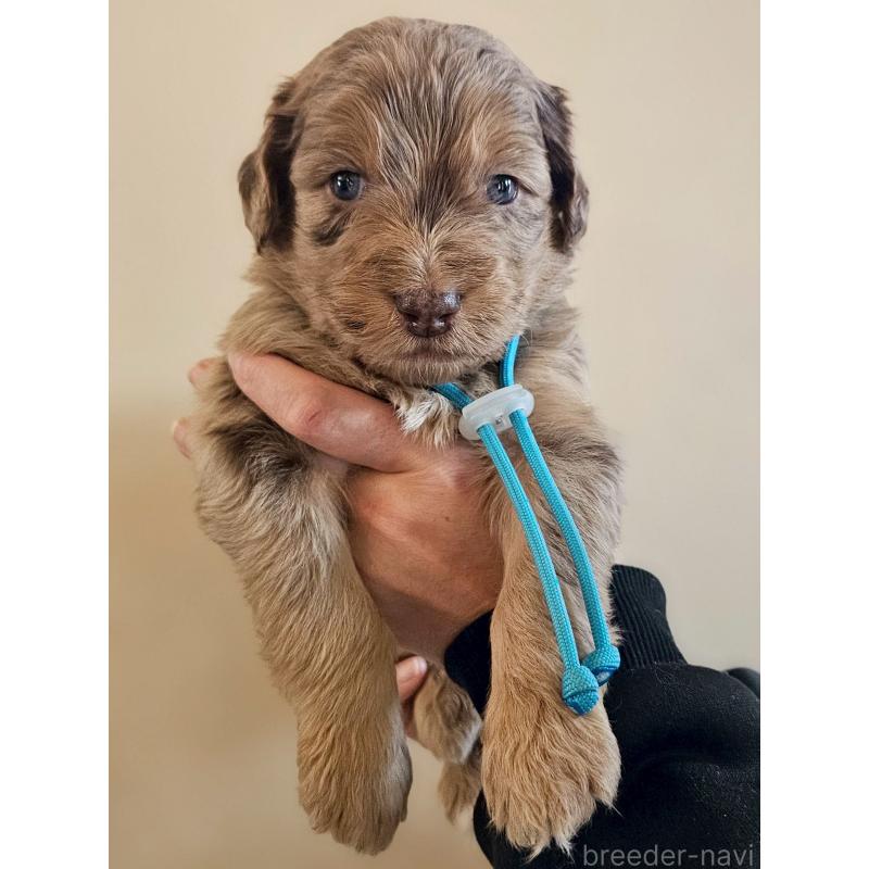 販売中の長野県のミックス犬-442537